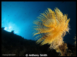 Spiro.... by Anthony Smith 